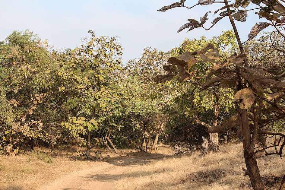 Dry Deciduous Forests In India